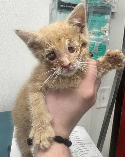 A baby small-sized male Domestic Short Hair cat named Cashew for adoption in West Chester, PA