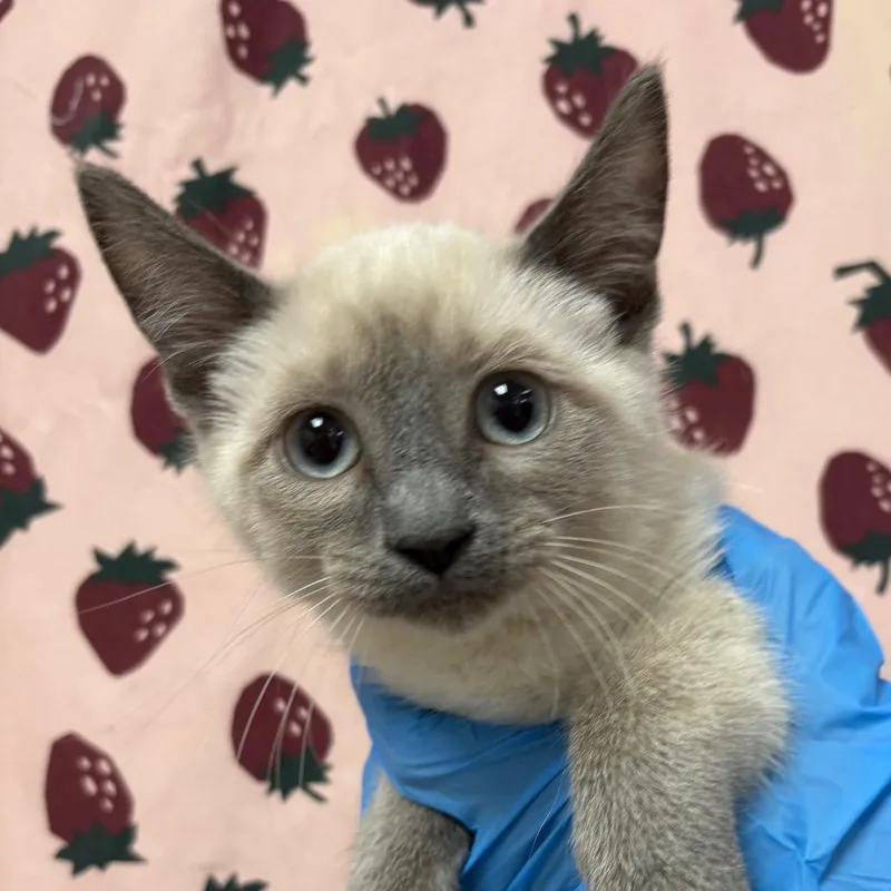 A baby small-sized female Lilac Point Domestic Short Hair cat named Lexi for adoption in San Antonio, TX