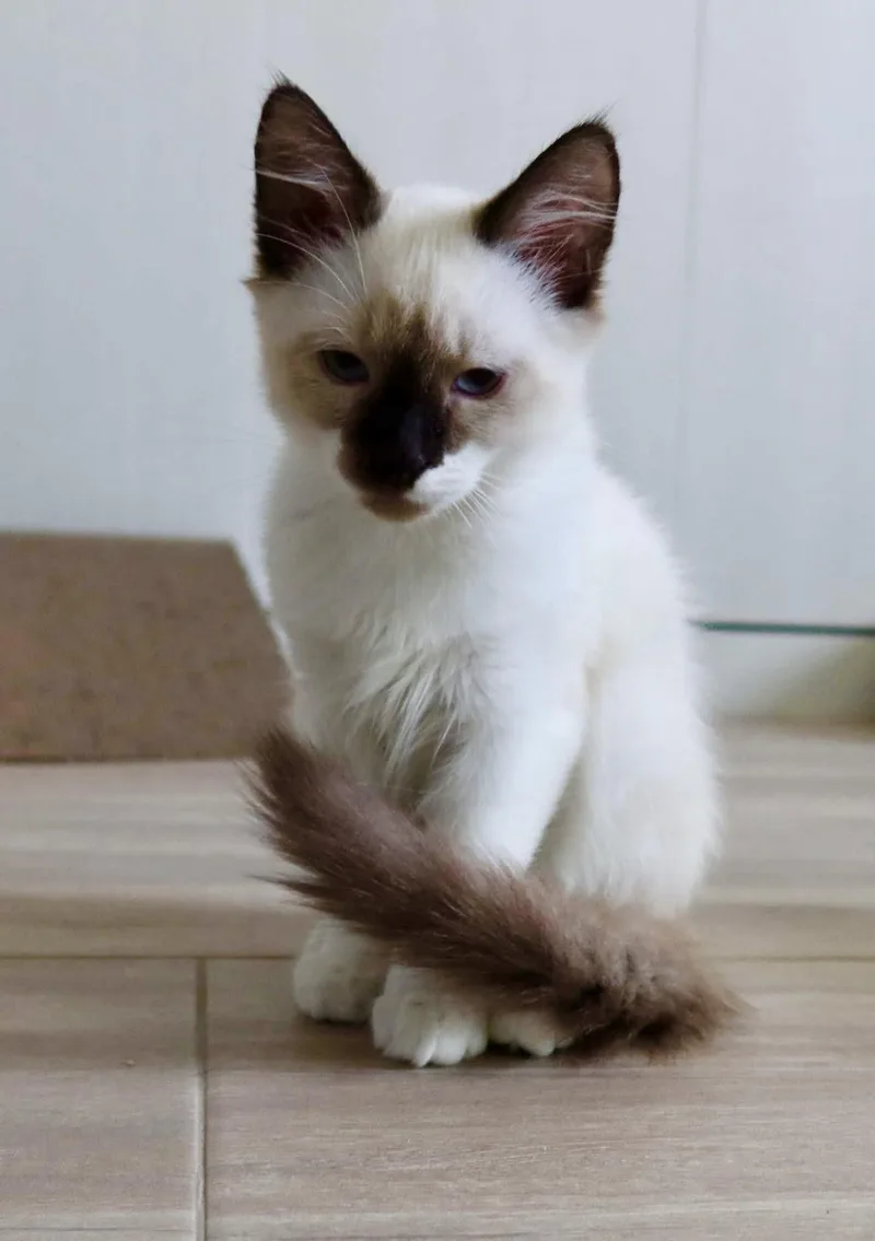 Fluffernutter