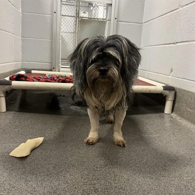 A young medium-sized male Shih Tzu dog named Master Splinter for adoption in Huntsville, AL