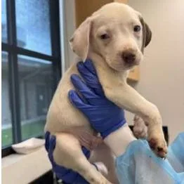 A baby small-sized male Yellow / Tan / Blond / Fawn Terrier dog named June for adoption in Clearwater, FL