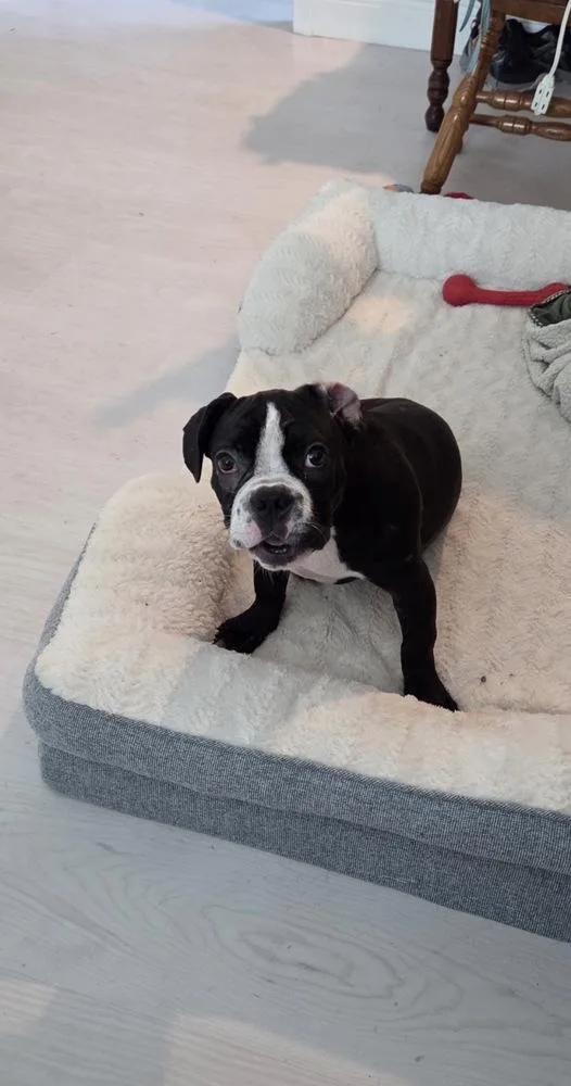 A young small-sized female Tricolor (Brown, Black, & White) Boston Terrier dog named Lightning Marley  Florida for adoption in Maryville, TN