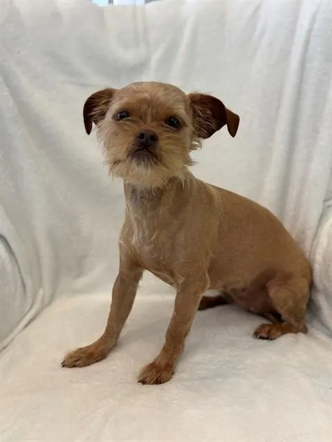 A young small-sized female Shih Tzu dog named Sophia for adoption in Forney, TX
