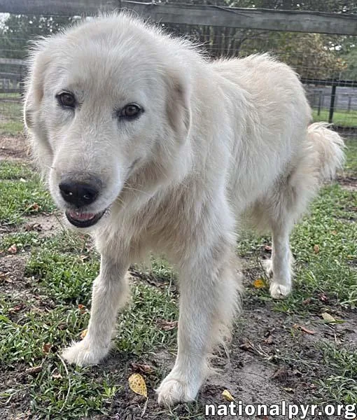 A young large-sized male White / Cream Great Pyrenees dog named Ghost in GA for adoption in Beacon, NY
