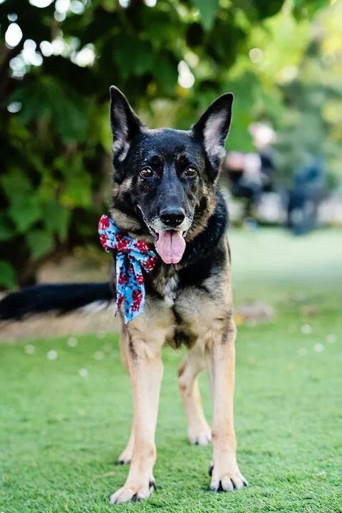 Starburst thumbnail 3