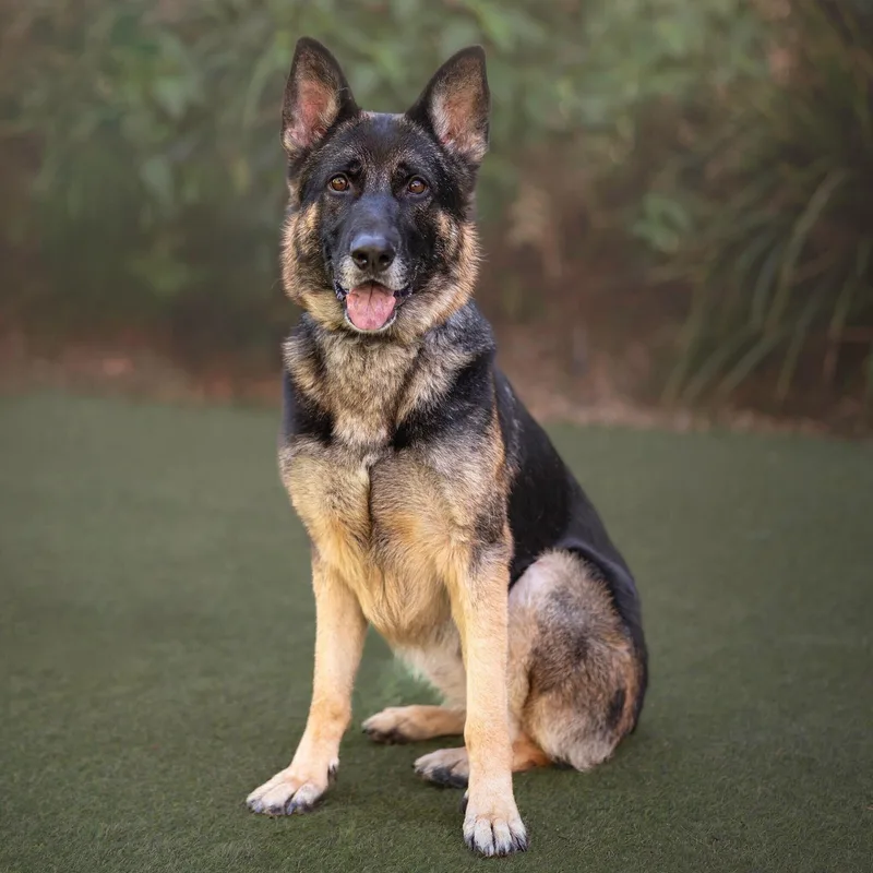 Starburst thumbnail 4