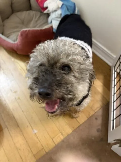 An adult small-sized male Schnauzer dog named Leonard for adoption in Manhattan, NY