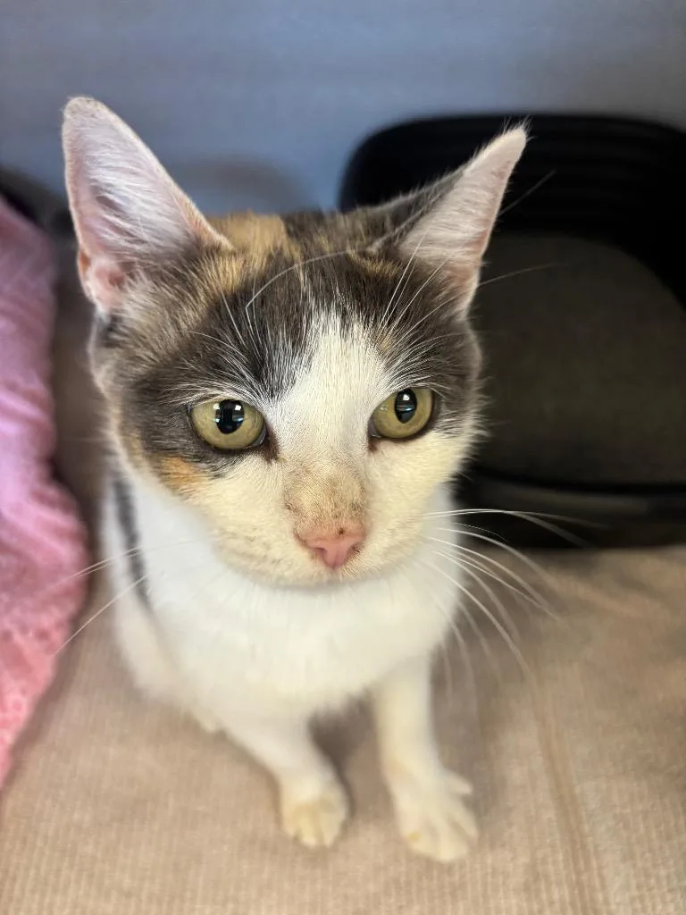 A young large-sized female Calico cat named Sweet Pea for adoption in Liverpool, NY