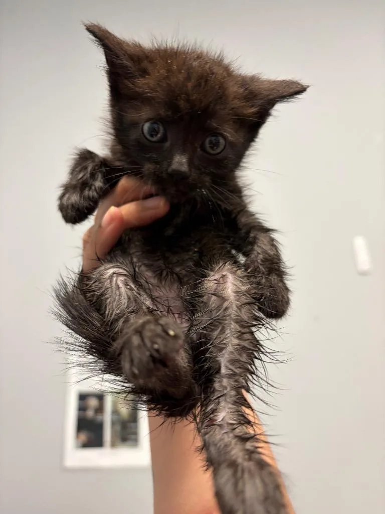 A baby medium-sized female Domestic Short Hair cat named Bee Balm for adoption in Bloomington, IN