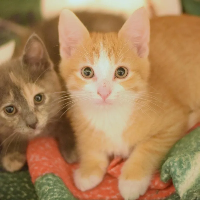 A baby small-sized male Orange / Red Domestic Short Hair cat named Spark for adoption in Belleville, IL