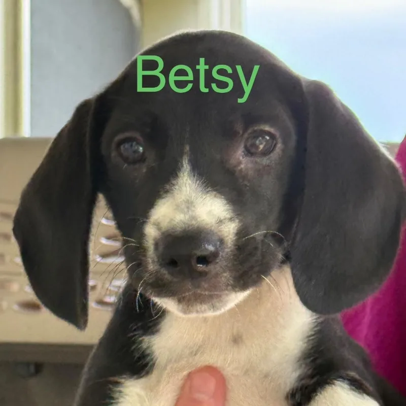 A baby small-sized female Black Mixed Breed dog named Betsy for adoption in Allentown, PA