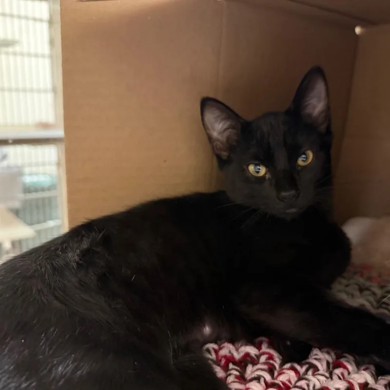 A baby small-sized female Black Domestic Short Hair cat named Theodora for adoption in Ballston Spa, NY