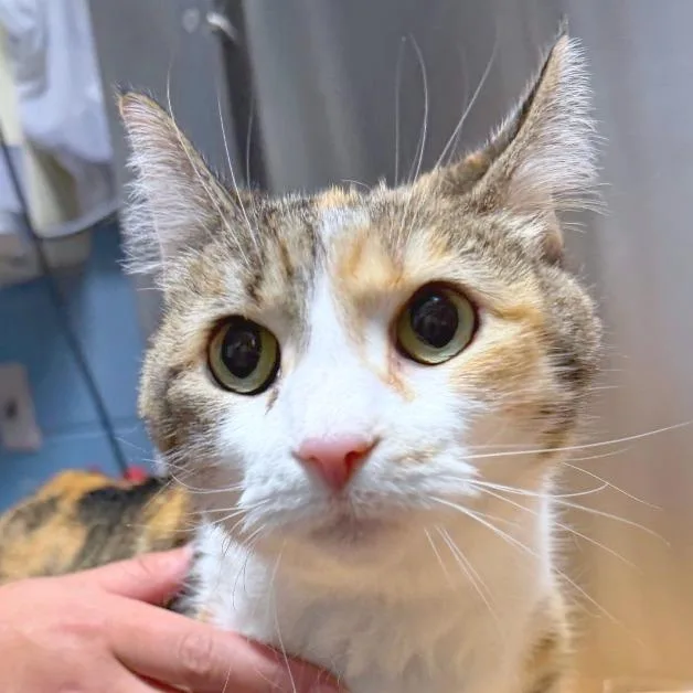 A senior large-sized female White Domestic Medium Hair cat named Mao for adoption in Providence, RI