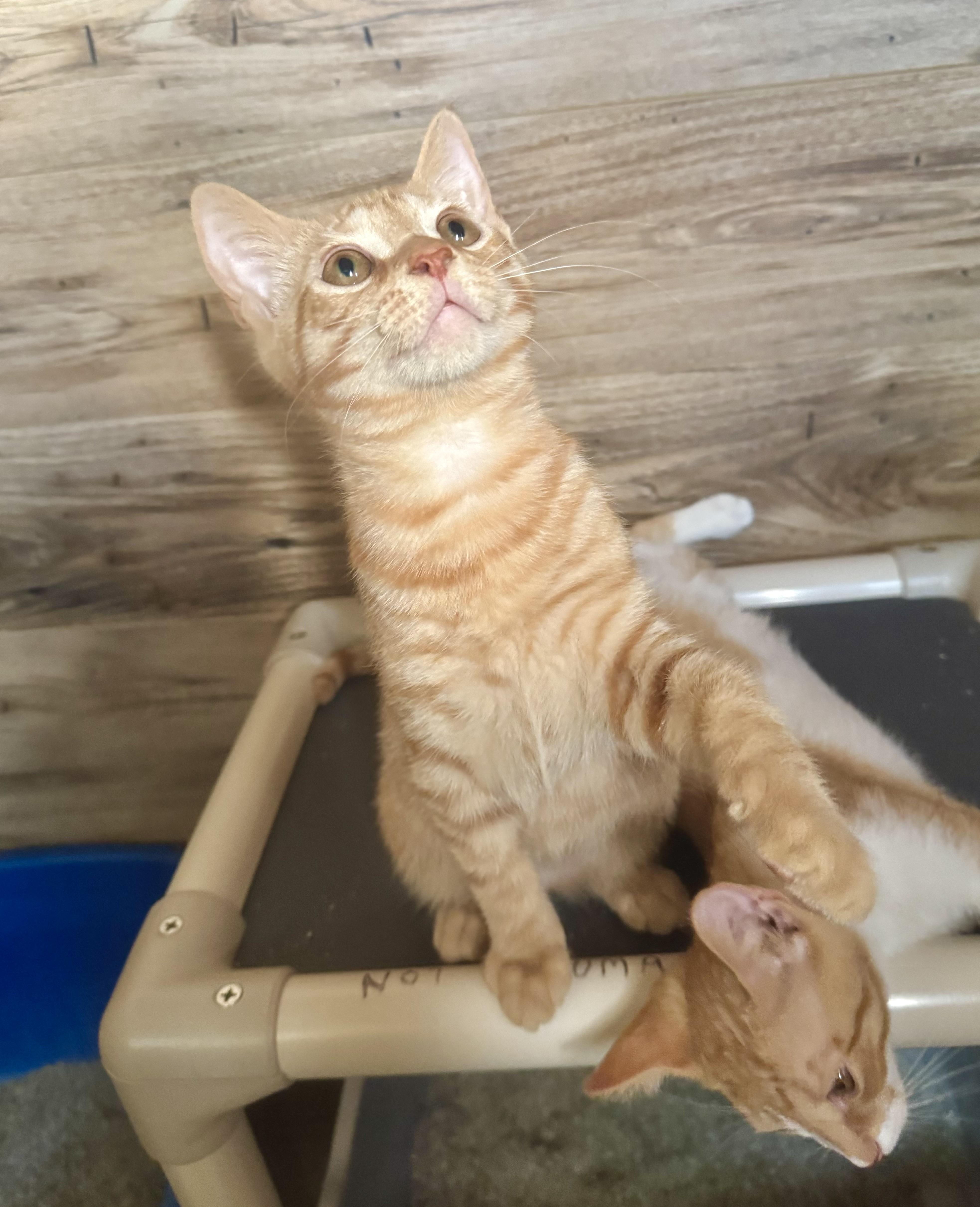A young medium-sized male Orange / Red Domestic Short Hair cat named Cheeto for adoption in North Tonawanda, NY