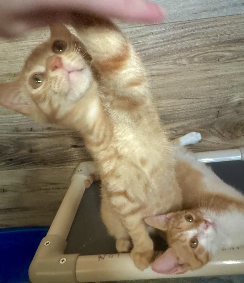 Cheeto thumbnail 2