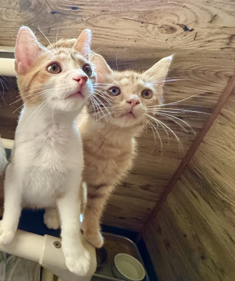 Cheeto thumbnail 3