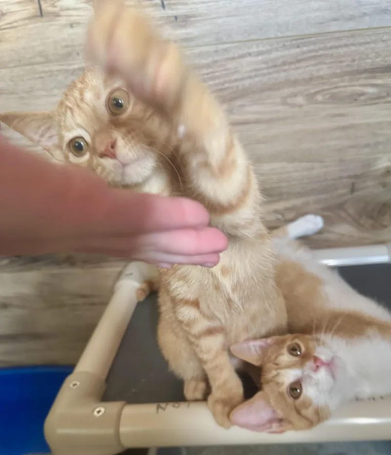 Cheeto thumbnail 4