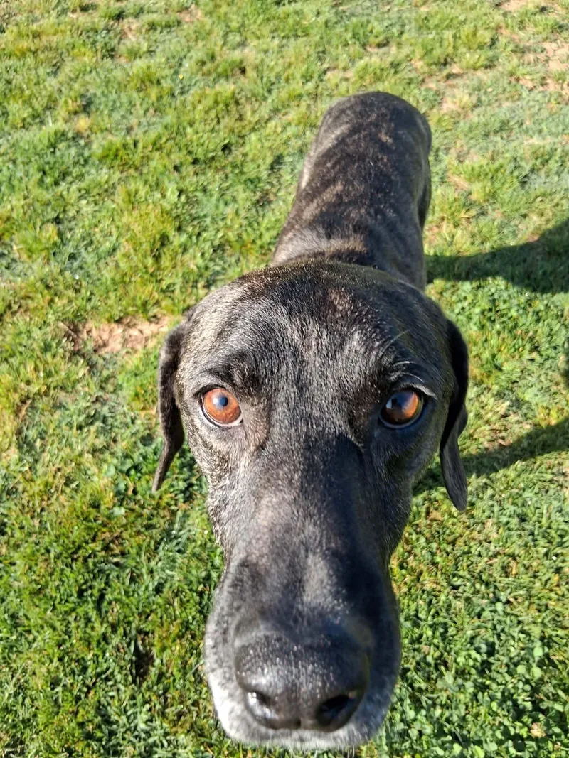 An adult medium-sized male Brindle Mountain Cur dog named Peeta for adoption in Hopkinton, MA