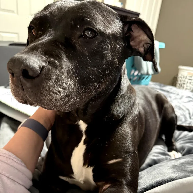 An adult large-sized female Black Labrador Retriever dog named Olive for adoption in St. Peters, MO
