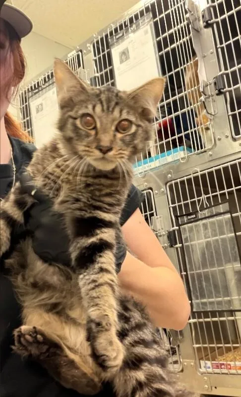 An adult medium-sized male Tabby (Brown / Chocolate) Domestic Short Hair cat named Dopey for adoption in Cincinnati, OH
