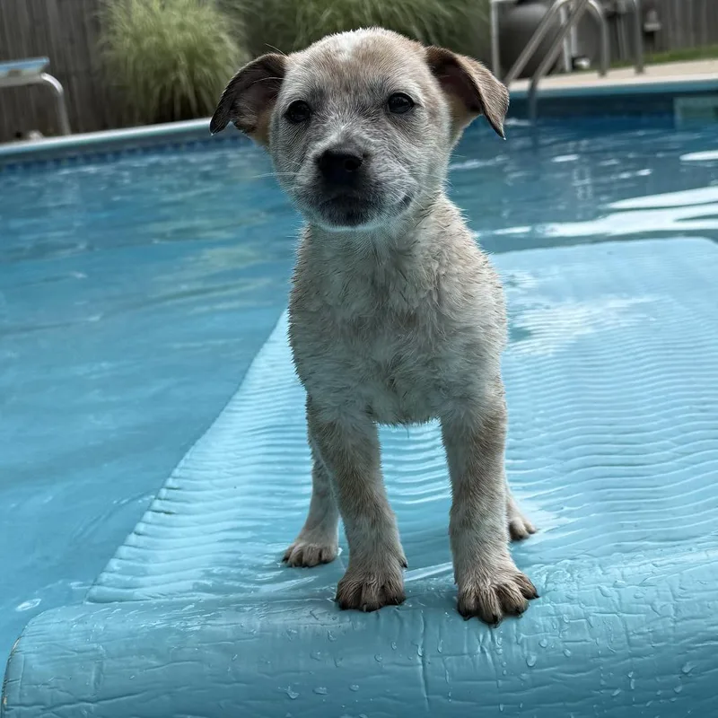 A baby medium-sized male White / Cream Hound dog named Bard for adoption in Chattanooga, TN
