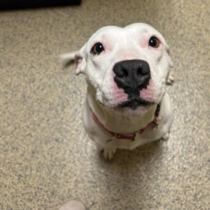 An adult medium-sized female Mixed Breed dog named Lydia for adoption in Merriam, KS