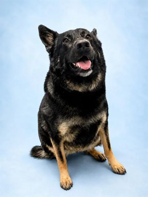 An adult large-sized female German Shepherd Dog dog named Amora for adoption in Westminster, MD
