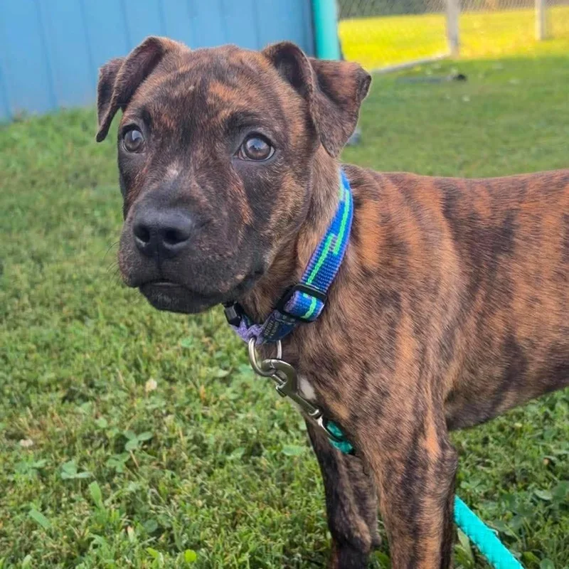 A baby medium-sized female Pit Bull Terrier dog named Hazel for adoption in Valparaiso, IN