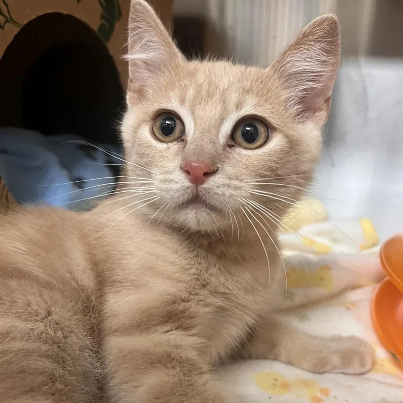 A baby small-sized male Buff / Tan / Fawn Domestic Short Hair cat named Chuckie Finster for adoption in Reno, NV