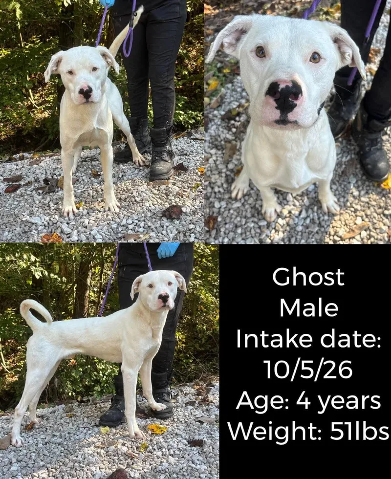 An adult medium-sized male Pit Bull Terrier dog named Ghost for adoption in Staffordsville, KY