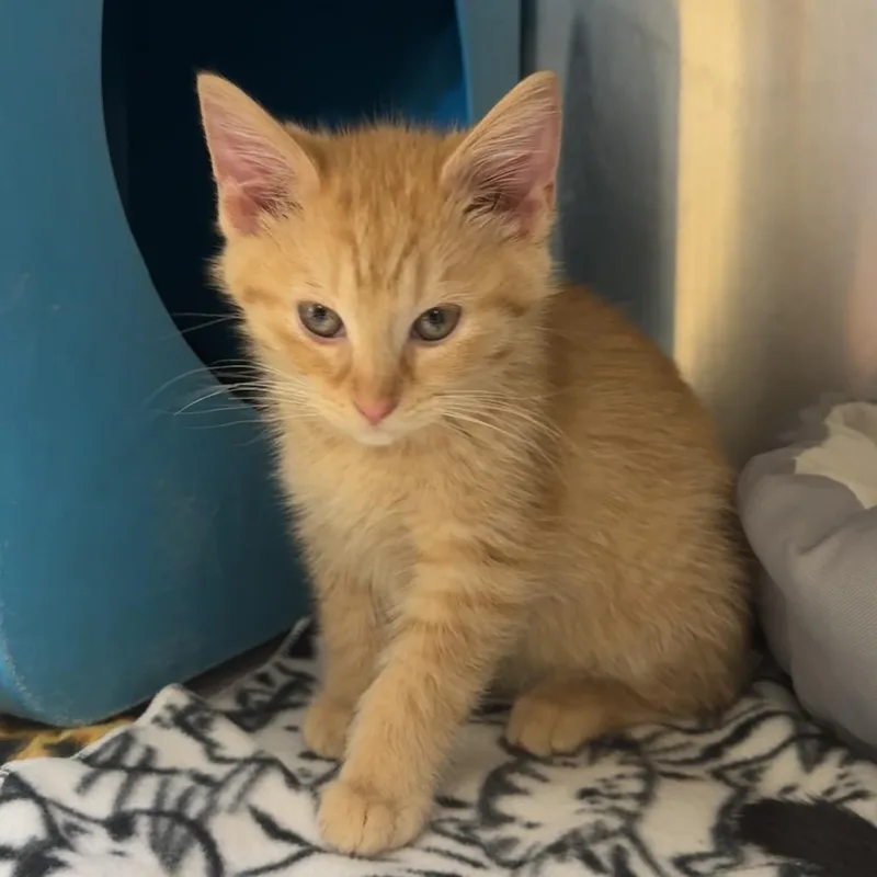 A baby small-sized male Orange / Red Domestic Short Hair cat named Tinkywinky for adoption in Waukesha, WI