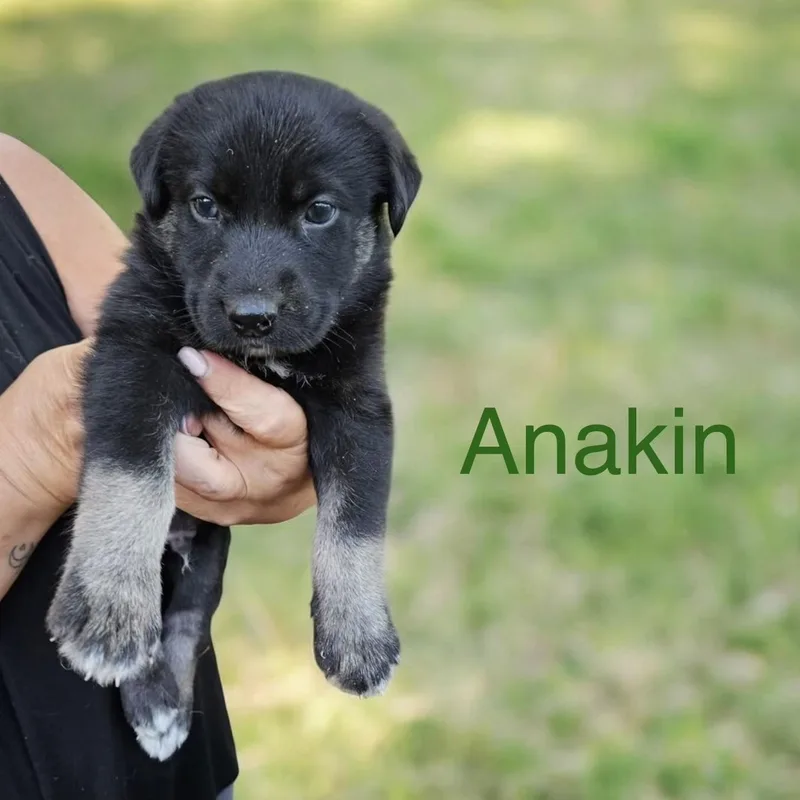 Anakin