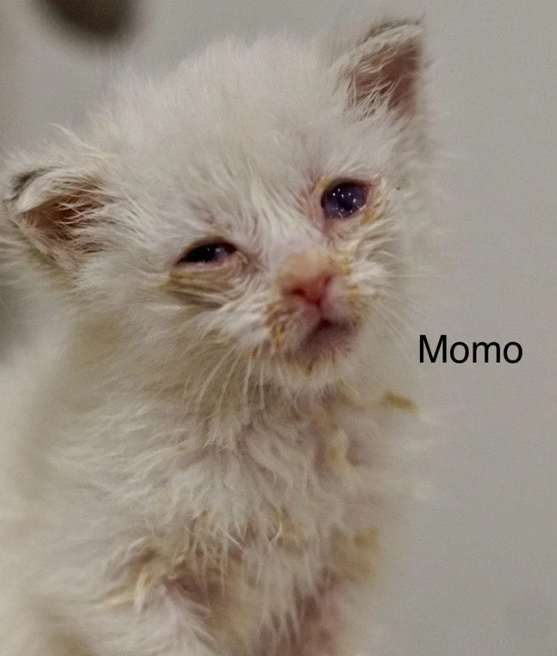 A baby small-sized male Domestic Short Hair cat named Momo for adoption in Saint George, UT