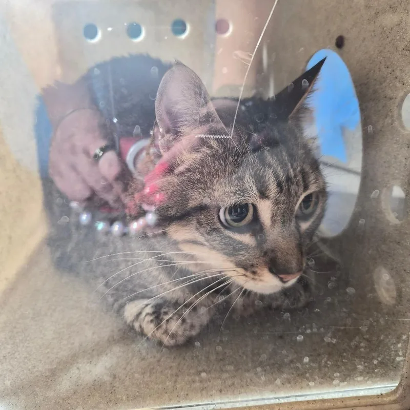 An adult small-sized male Brown / Chocolate Domestic Short Hair cat named Rhino for adoption in Pasadena, CA