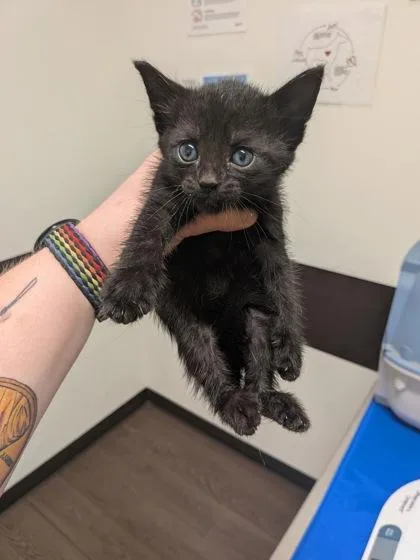 A baby small-sized female Domestic Short Hair cat named Big Mac for adoption in Atlanta, GA
