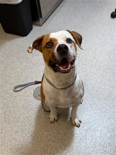 A young medium-sized male Beagle dog named Squid for adoption in San Luis Obispo, CA