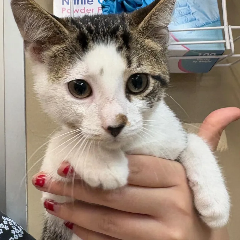 A baby small-sized male White Domestic Short Hair cat named Muichiro for adoption in Birmingham, AL