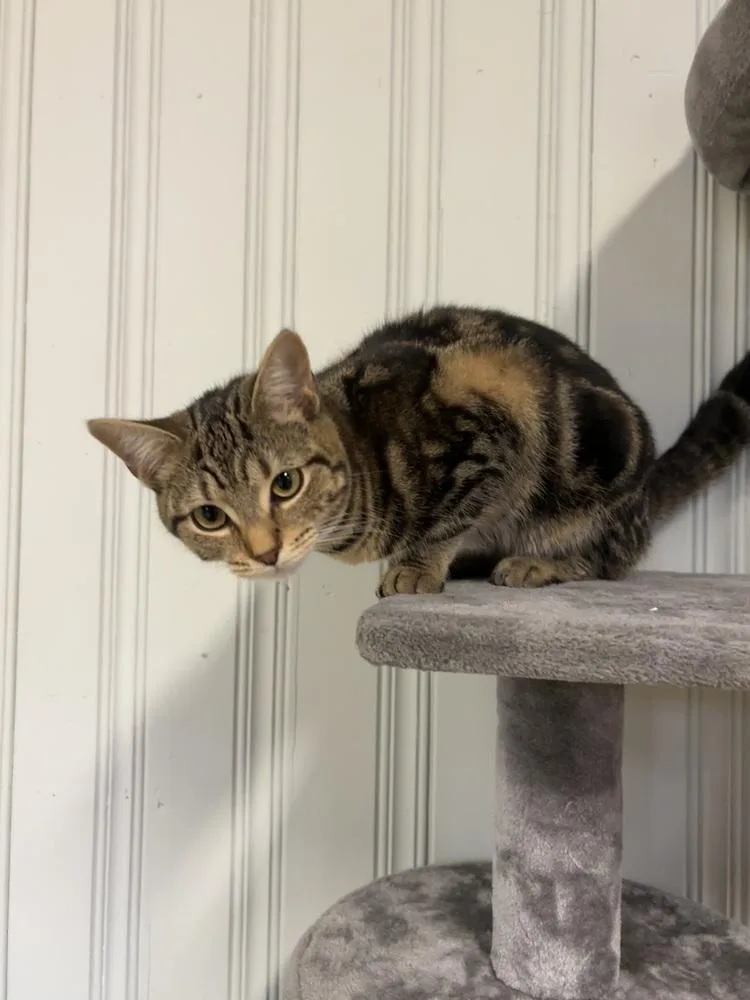 A young medium-sized female Domestic Short Hair cat named Layla for adoption in Cleveland, OH
