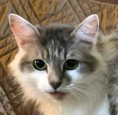 A young medium-sized female Gray & White Maine Coon cat named Ferge for adoption in Paris, KY