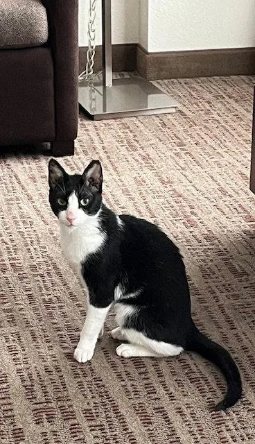 A senior medium-sized female Egyptian Mau cat named Feta for adoption in Herndon, VA