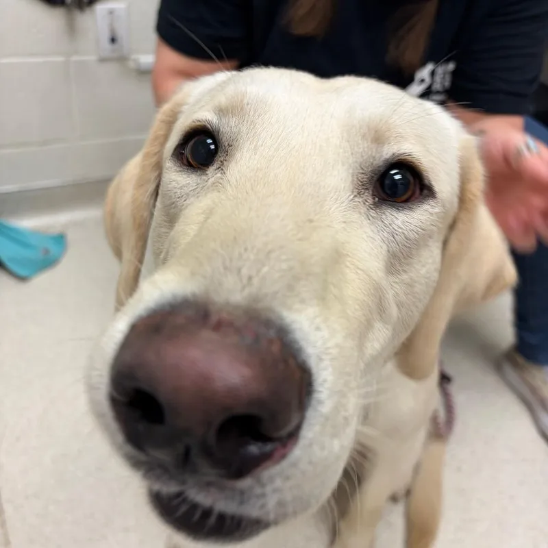 A young large-sized male White / Cream Labrador Retriever dog named Gus for adoption in Murray, UT