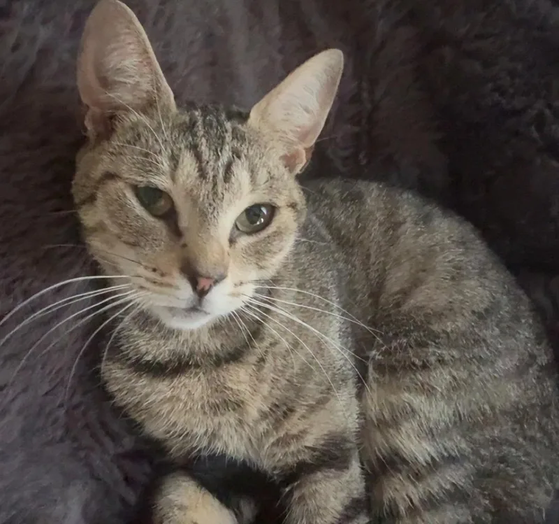 A baby medium-sized female Domestic Short Hair cat named Tabitha for adoption in Evans, GA