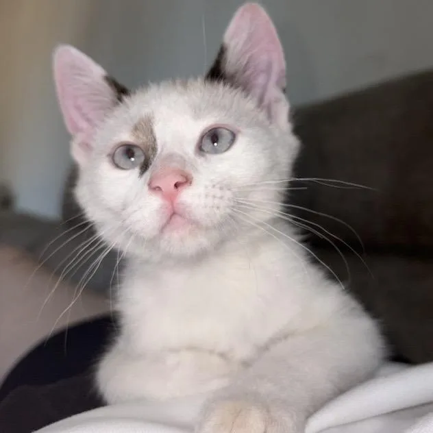 A baby small-sized male White Domestic Short Hair cat named Powder for adoption in Temecula, CA