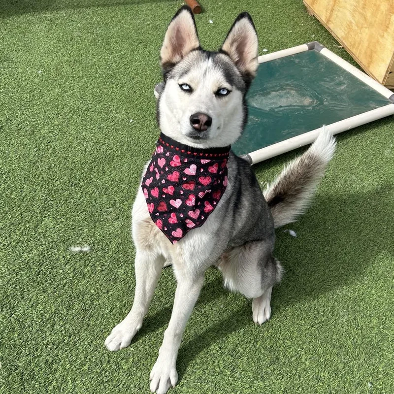 An adult medium-sized female White / Cream Husky dog named Casey for adoption in Flagstaff, AZ