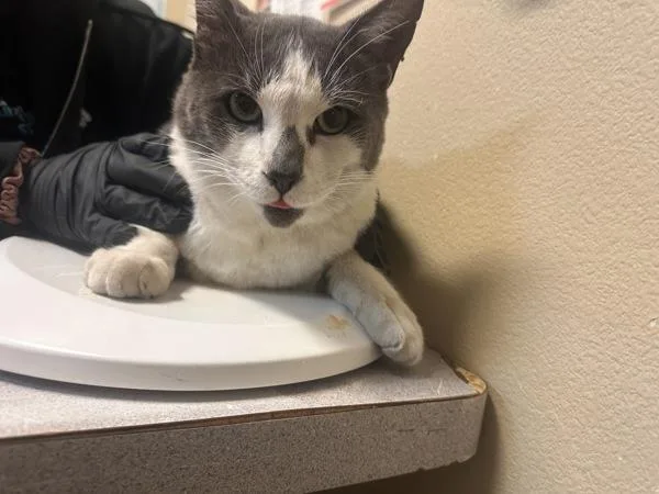 An adult large-sized male Domestic Short Hair cat named Gentleman for adoption in Oceanside, CA