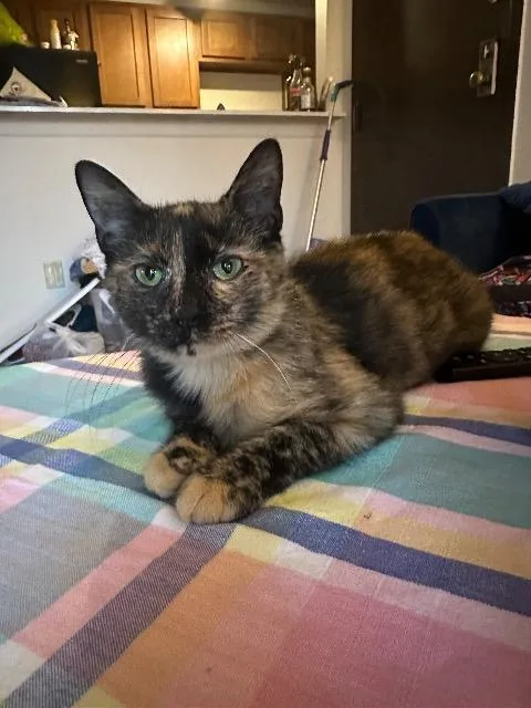 A young medium-sized female Domestic Short Hair cat named Snails for adoption in Cincinnati, OH