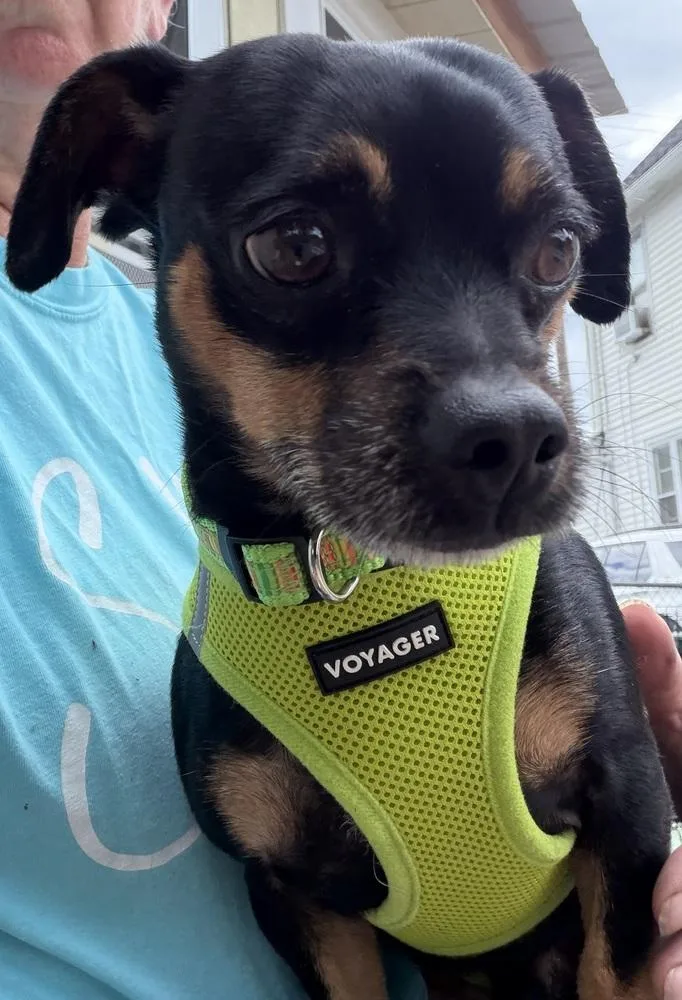 An adult small-sized male Brown / Chocolate Chihuahua dog named Loki for adoption in Scranton, PA