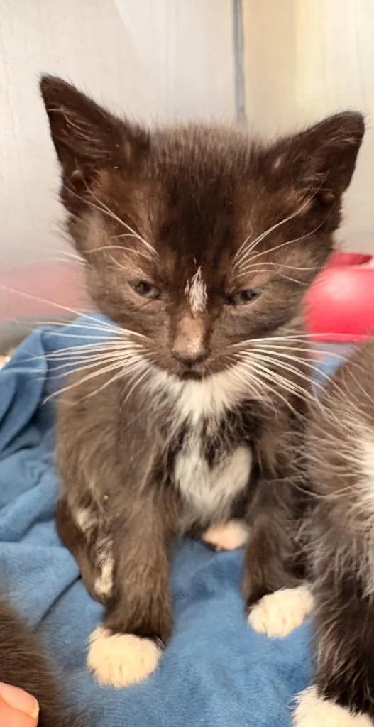 A baby small-sized male Domestic Short Hair cat named Panda for adoption in Rensselaer, IN