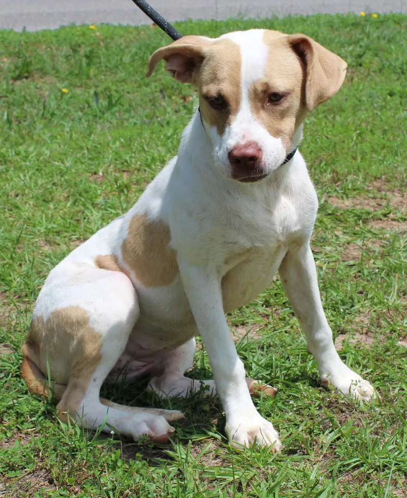 A young medium-sized female Labrador Retriever dog named Hazel for adoption in Prattville, AL