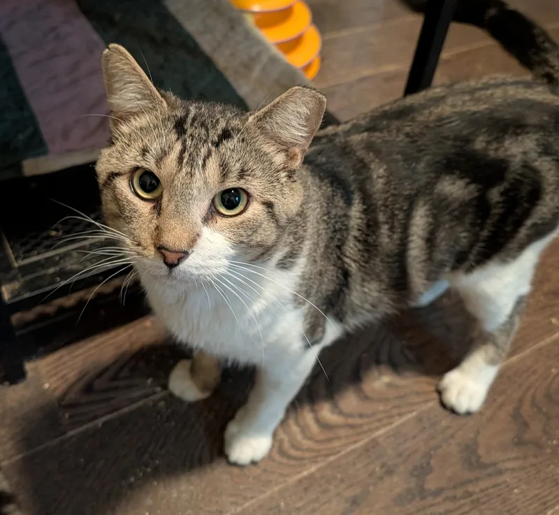 An adult medium-sized male Tabby (Brown / Chocolate) Domestic Short Hair cat named Cyril Hamilton for adoption in Philadelphia, PA